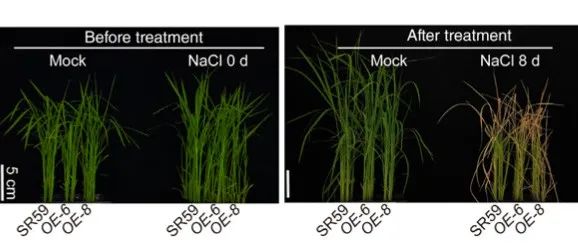 文献分享 | OsGAPC1-OsSGL模块通过介导脱落酸合成负调控水稻耐盐性
