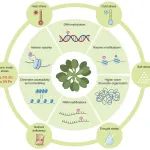 中国科学院遗传与发育生物学研究所博士生一作综述表观遗传在植物非生物胁迫响应中的作用和机制