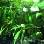 中科院昆明植物所硕士生以第一作者在国际著名期刊（IF=11.8）发表极小种群野生植物蒜头果保护基因组学研究方面的新进展