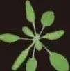 中国农业大学植保学院博士生共同一作在植物科学顶级期刊（IF:17.1）发表研究成果！