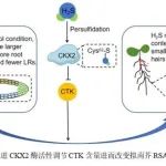 New Phytologist | 西北农林科技大学李积胜教授发现AtCKX2的硫巯基化修饰而改变拟南芥根系结构的重要机制