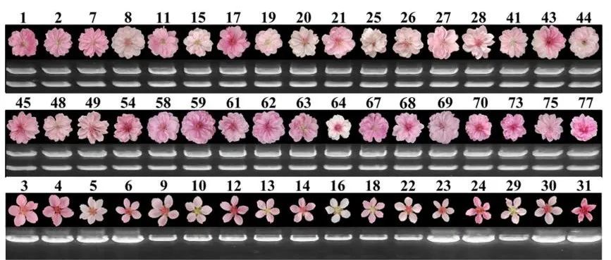 【作者解读】河南农业大学园艺学院课题组完成柱型桃高质量基因组组装