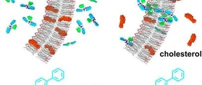 JACS|可快速消耗胆固醇并有效抑制癌细胞的非天然肽组装体