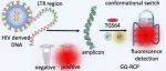 AC.使用一种定制的基于荧光探针的检测方法明确检测 HIV 基因组中的 LTR-III G-四链体