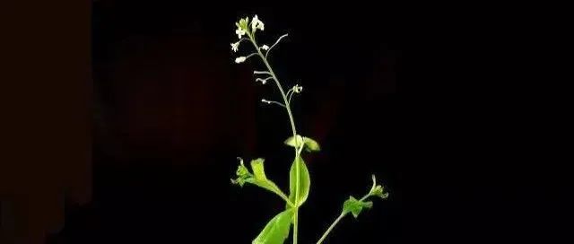 重磅！西北农林科技大学Nature+1！