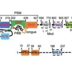 Cell｜邓兴旺与合作者解析植物光信号转导新机制
