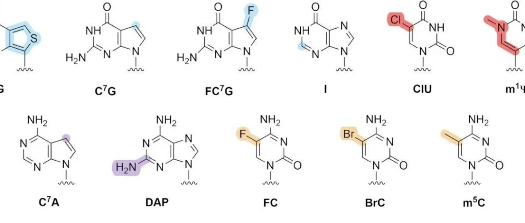 专题文献速递 | 碱基修饰核酸的应用
