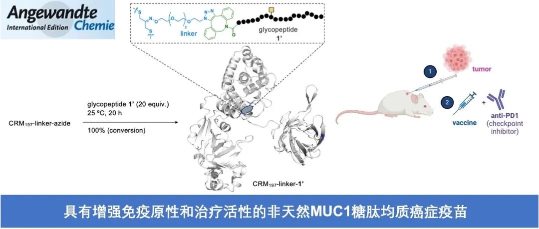 Angew|具有增强免疫原性和治疗活性的非天然MUC1糖肽均质癌症疫苗