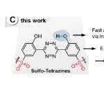Angew. Chem. Int. Ed. | 磺化羟基芳基四嗪用于快速生物正交释放反应