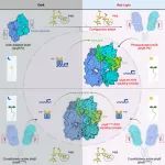 Cell | 北京大学王继纵课题组与邓兴旺课题组合作解析植物光信号转导新机制