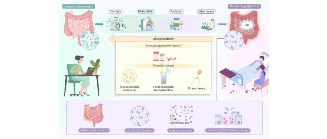 The Innovation Medicine | 炎症性肠病中的肠道微生态失调：发病机制和治疗策略