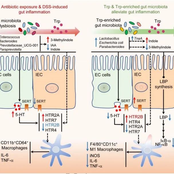 ISME Journal | 中国农业大学戴兆来揭示色氨酸通过肠道微生物群-肠道 5-HT 途径调节免疫功能，改善炎症性肠病