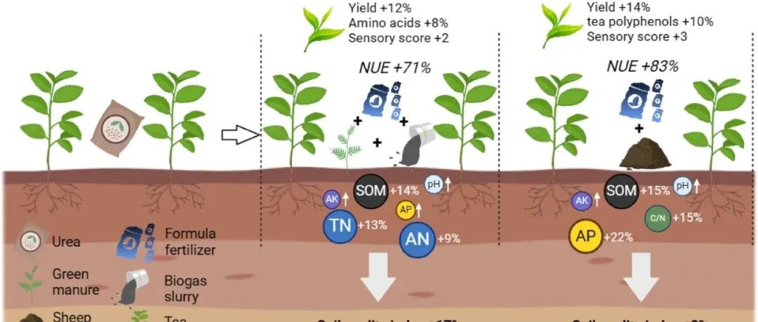 茶园有机肥替代丨J SCI FOOD AGR：减少氮肥用量同时进行有机替代能够改善土壤质量并提高茶园的茶叶产量和质量