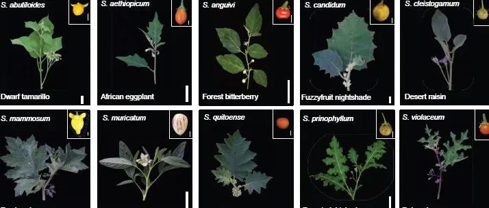 至少Nature Gnetics起步，甚至Nature正刊茄属泛基因组揭示重复基因在作物育种中的作用和命运
