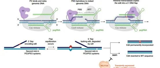 专题文献速递 | 引物编辑（Prime Editing）新进展