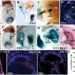 Adv Sci | 同济大学医学院孙云甫和梁兴群课题组发现胎盘细胞谱系分化和调控机制