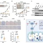 Adv Sci | 同济大学医学院施裕丰团队揭示了一种调节线粒体ATP生成的新型CKB相关信号通路