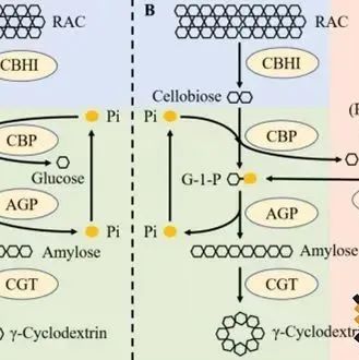 Carbohyd Polym | 山东大学方诩教授团队在γ-环糊精的非细胞合成方面取得新进展