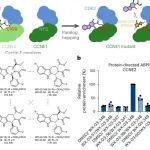 Nat. Chem. Biol. | 通过同源蛋白跳跃与共价探针发现CCNE-CDK2 别构调节位点