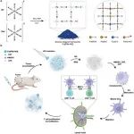 南洋理工大学赵彦利Adv. Mater：双金属-双配体框架用于实现时空一氧化氮增强的超声-免疫治疗