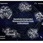 Chem. Rev.：非天然氨基酸为生物催化带来新的功能
