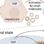 Nat Commun | 复旦大学陈捷亮/张继明/袁正宏揭示了肝机制信号转导作为天然抗乙型肝炎病毒的机制