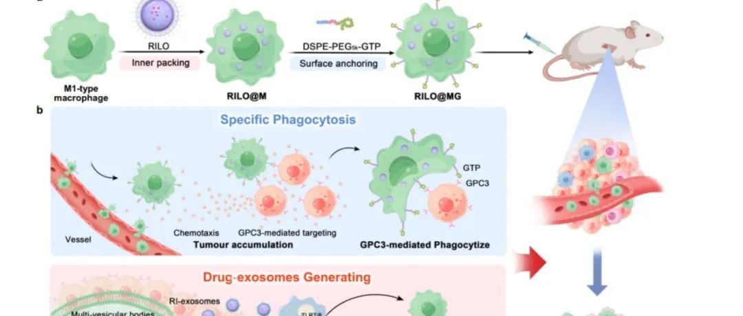 【Nature communications】靶向磷脂酰肌醇蛋白聚糖-3的巨噬细胞载药外泌体，用于小鼠实体瘤模型细胞免疫治疗
