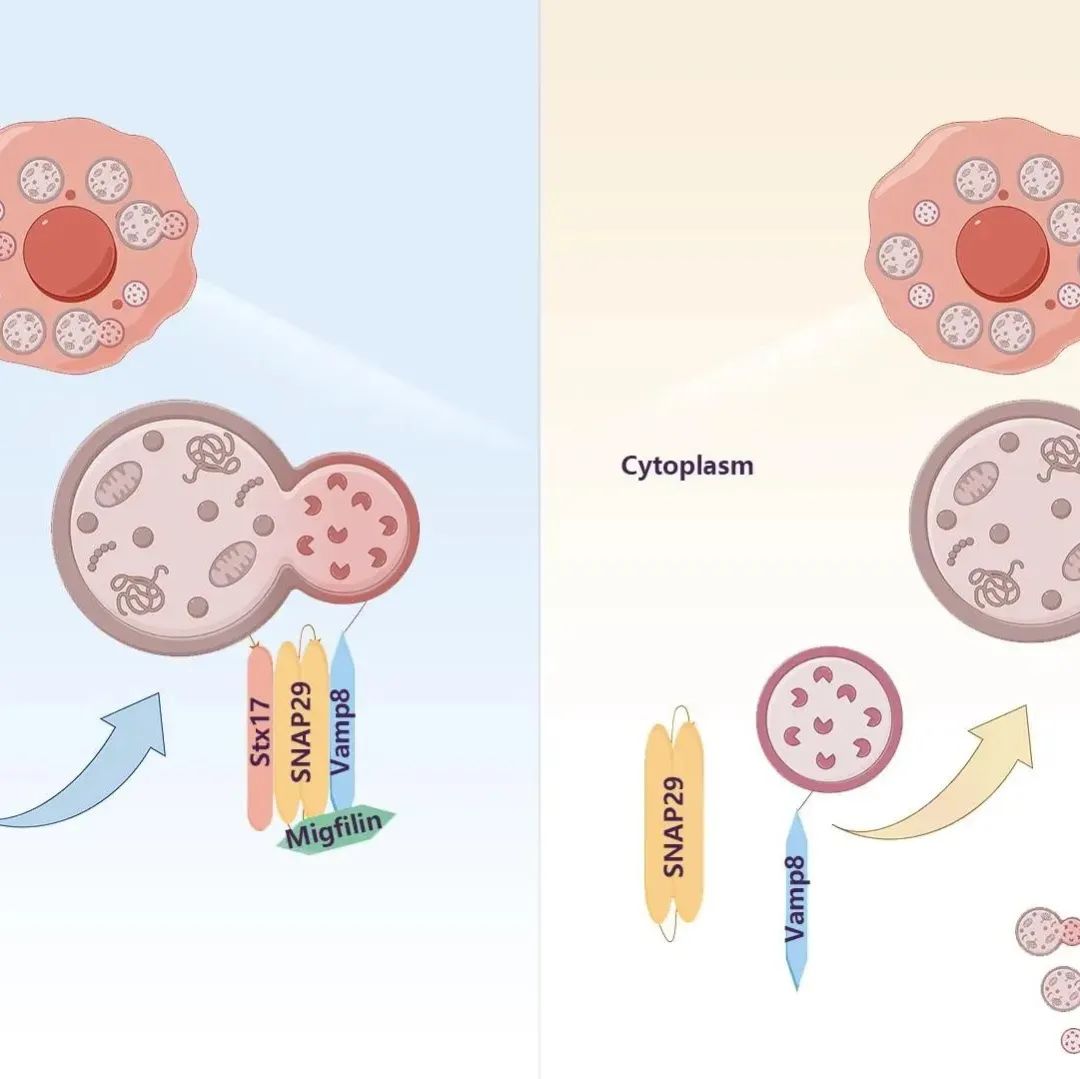 J Cell Biol | 南方科技大学生科院孙颖课题组揭示癌细胞自噬调控新机制