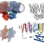 Science | 上海交大附属九院与中国药科大学合作揭示细胞磷稳态维持的分子机制研究论文