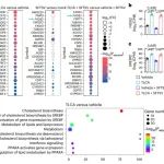 Nat. Microbiol. | 牛磺石胆酸通过抑制铁死亡保护宿主细胞免受SFTSV感染