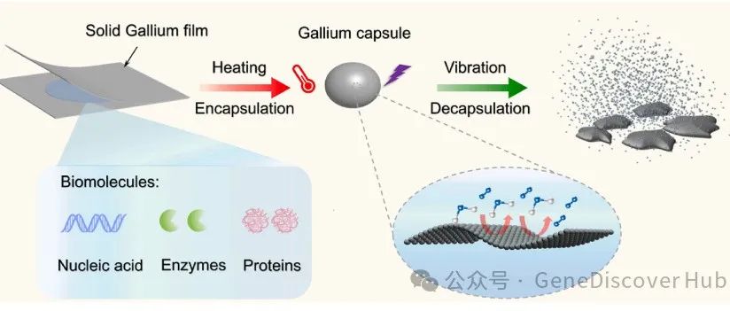 相变驱动的按需释放的液态金属封装生物分子用于生物医学应用