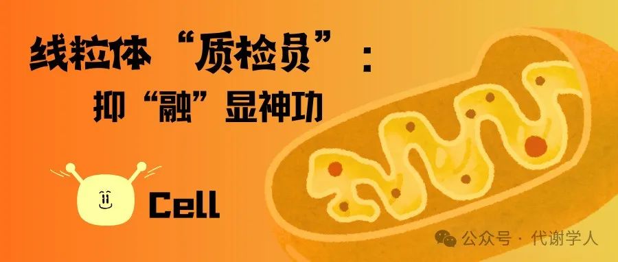 Cell：线粒体“质检员”：抑“融”显神功