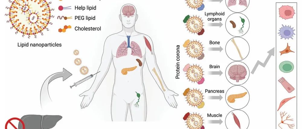 【AM】调整脂质纳米颗粒以将 RNA 递送至肝外器官