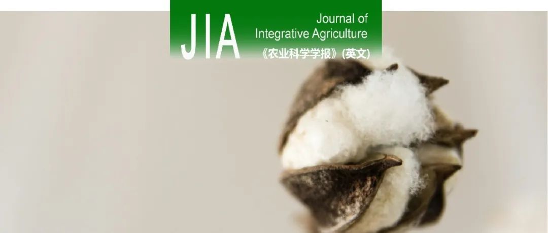 JIA专刊｜棉花生物技术育种——纪念国产转基因抗虫棉研发成功30周年