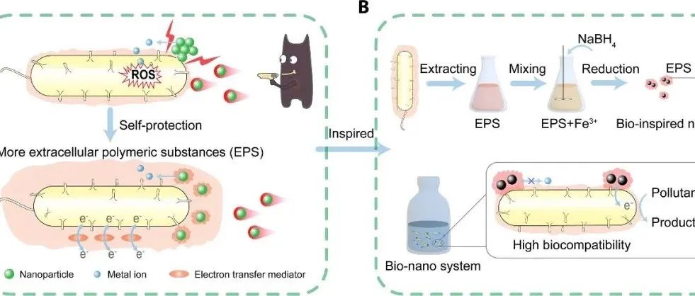 【他山之石】中国科大盛国平教授：EPS 修饰 nZVI制备高生物相容纳米界面