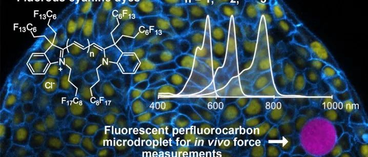 J. Am. Chem. Soc.｜氟溶性花青染料在生命系统中可视化全氟化碳