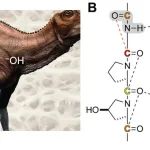 ACS Cent. Sci. | n→π* 相互作用的泡利不相容揭示胶原蛋白的抗水解特性