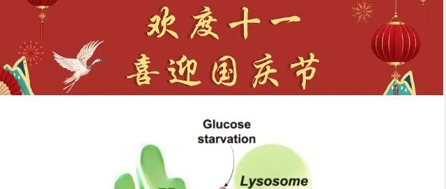 Cell Res | 厦门大学林圣彩院士课题组揭示应激性的谷氨酰胺利用加强能延缓衰老