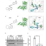 Adv Sci | 复旦大学侯宪玉及其合作团队介绍新型强效Arf1小分子抑制剂用于癌症治疗