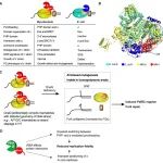 PNAS｜复旦大学吕亮东课题组联合发现结核菌DNA复制校正新亚基并揭示临床结核菌耐药性形成新机制