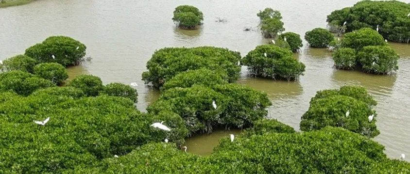 南方海洋科学与工程广东省实验室（广州）/广东工业大学Science：我国潮汐生态系统中红树林的生态恢复