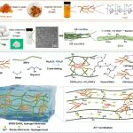 深大万学娟教授团队Nano Lett.：生物质水凝胶电解质迈向绿色耐用的超级电容器-增强阻燃性、低温自愈性、自粘性和长循环稳定性