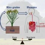 JHM | 浙江大学马奇英团队：岩溶地质高背景地区砷、镉的水稻籽粒富集风险及生物可给性研究