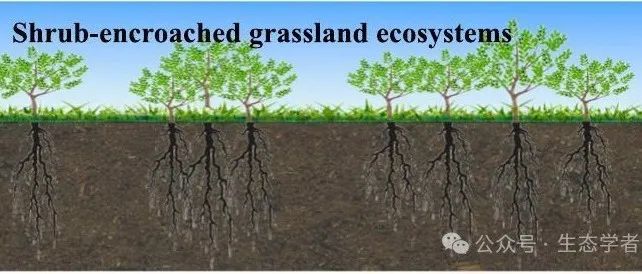 STOTEN Meta分析丨草地灌丛化导致草地土壤中C、N和P的积累，并改变CNP化学计量比