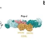 Nat Commun | 北京大学肖俊宇课题组揭示IgM–CD5L复合物的分子机制