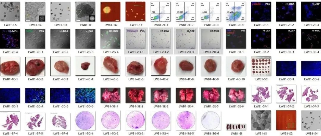 顶尖学者林文斌团队的Cell子刊，Science子刊等3篇文章涉嫌大量图片重复使用