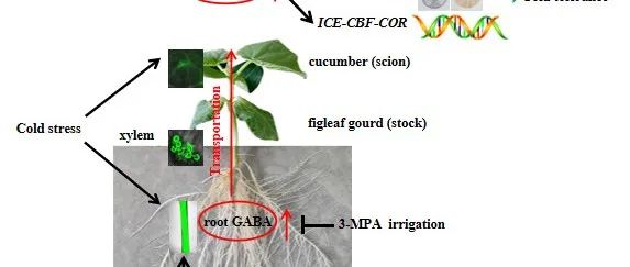【学术之光】河南农业大学园艺设施结构与环境研究团队发表根源GABA信号长距离运输调控嫁接提高黄瓜抗冷性新机制