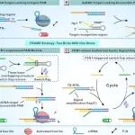 NAR | 南京医科大学药学院胡琴/岑瑶团队发展调控CRISPR/Cas12a反式切割活性新策略