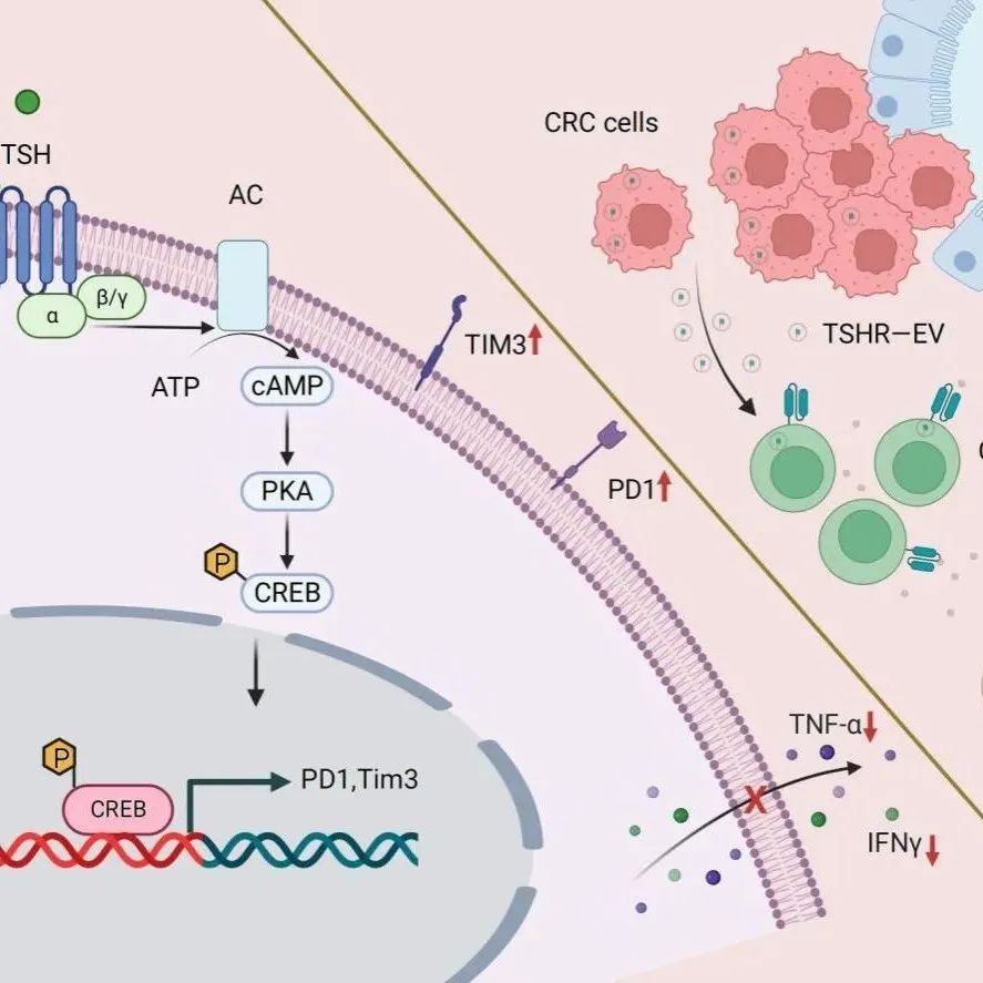 Cancer Commun | 南方医科大梁莉团队揭示TSH/TSHR通路促进CD8+ T细胞耗竭和结直肠癌免疫逃逸的分子机制