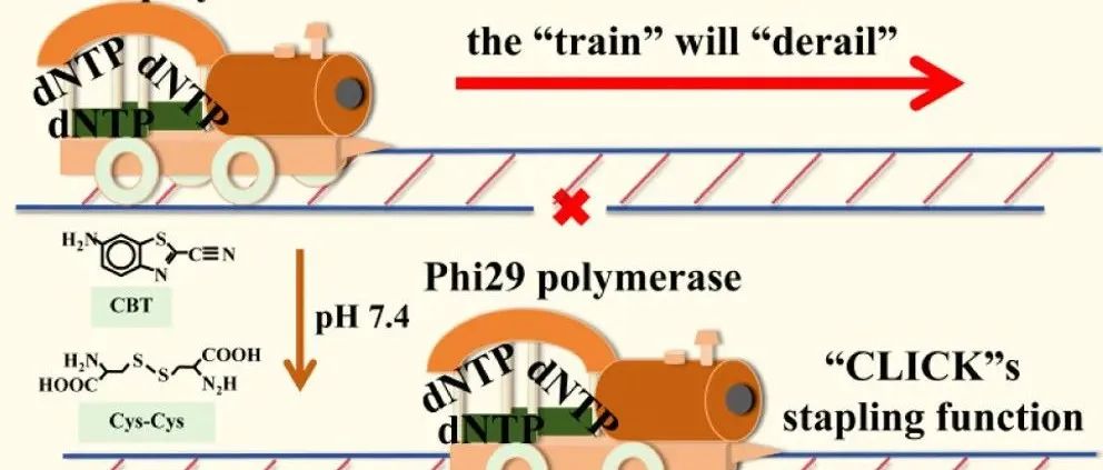 AC.目标导航的 CBT–半胱氨酸“订书钉”结合 CRISPR/Cas12a 扩增用于光电化学核酸分析